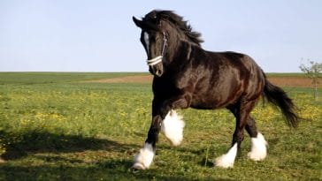 rare horse breeds
