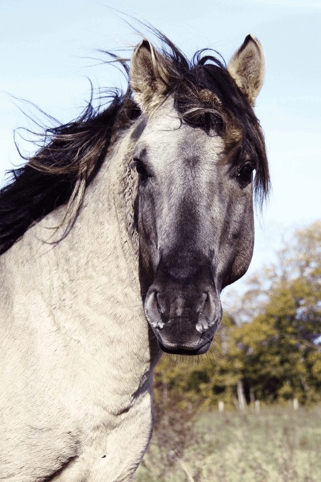 10 Rare Horse Breeds You Didn't Know Existed