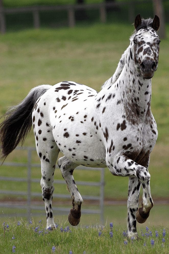 10 Rare Horse Breeds You Didn't Know Existed