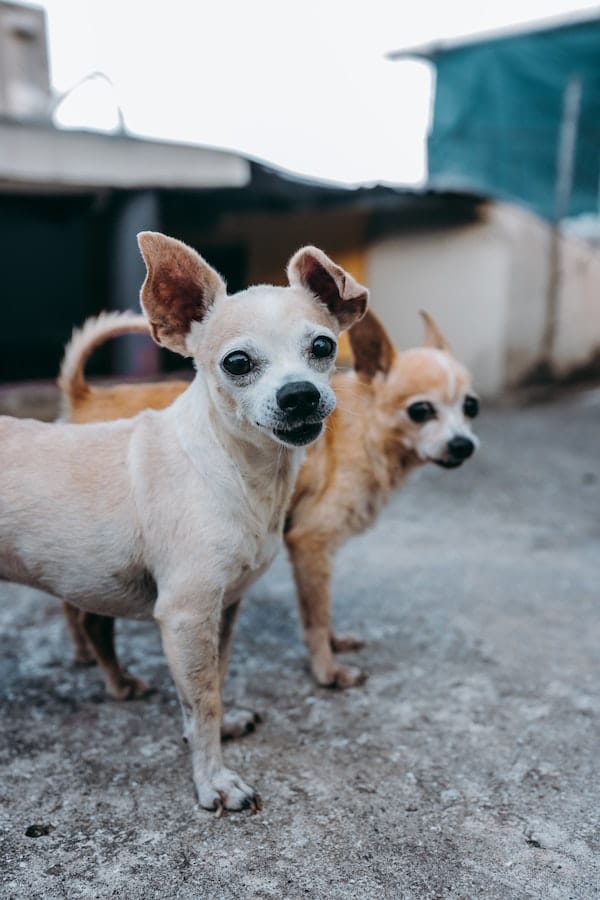 rehome-dog