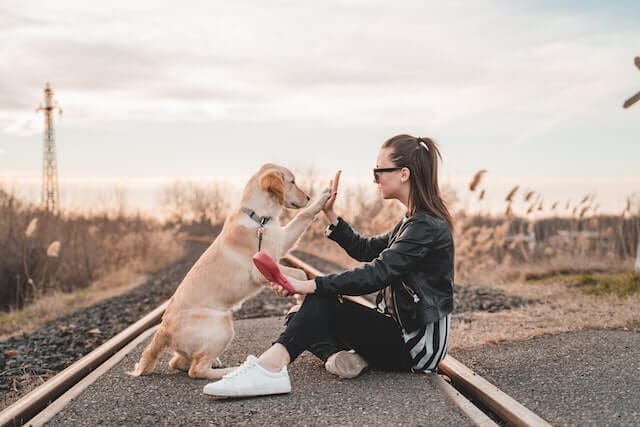 Golden Lab Love