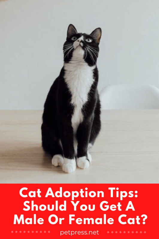 Cat Adoption Tips Should You Get A Male Or Female Cat?
