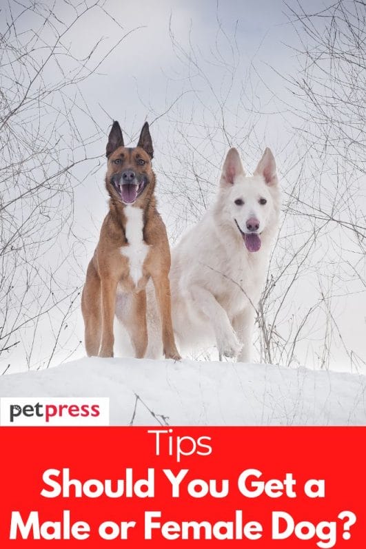 Tips on Choosing a Dog Should You Get a Male or Female Dog?