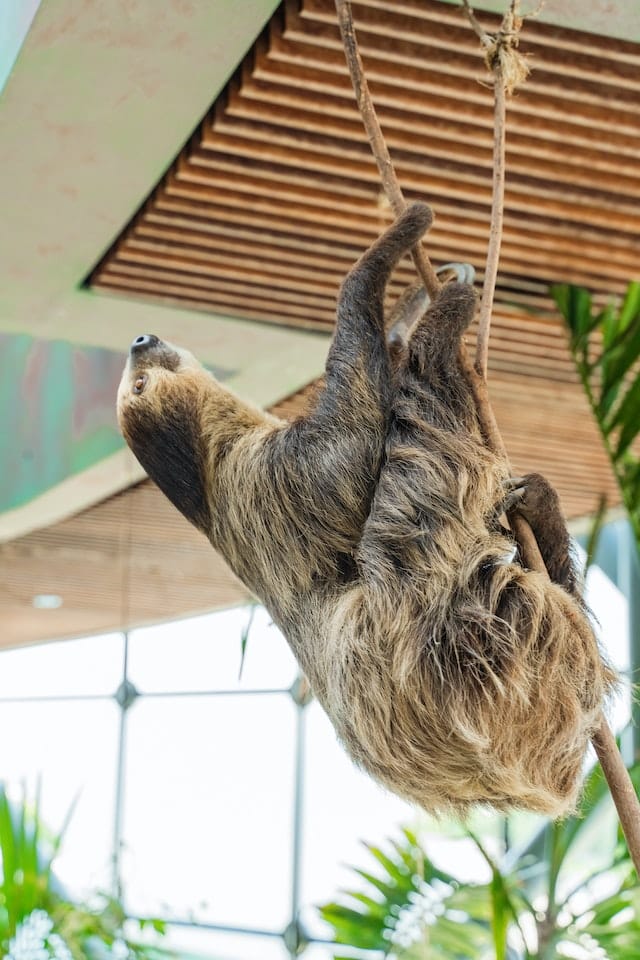 10+ Interesting Sloth Facts - All You Need To Know About Sloths