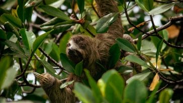 sloth-facts