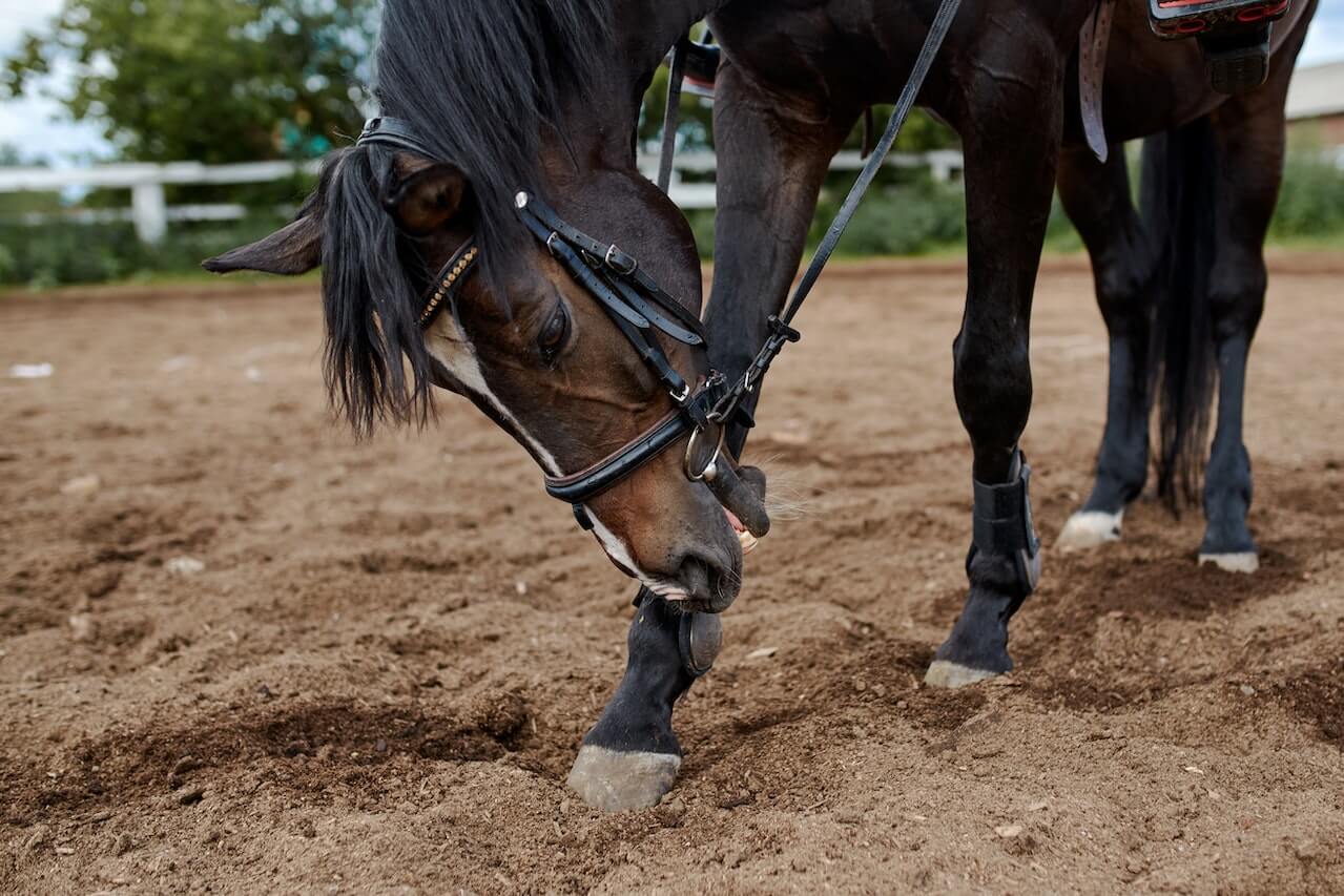 What Are Horses Hooves Made Of and How To Take Care Of Them
