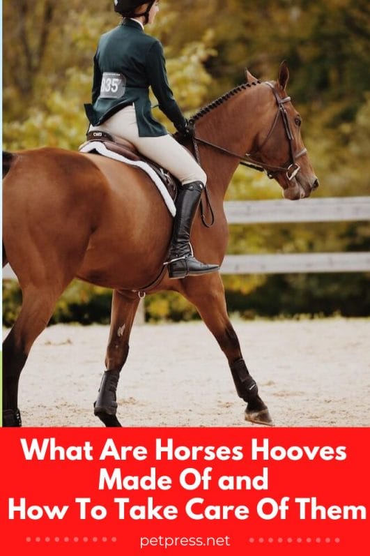 What Are Horses Hooves Made Of and How To Take Care Of Them