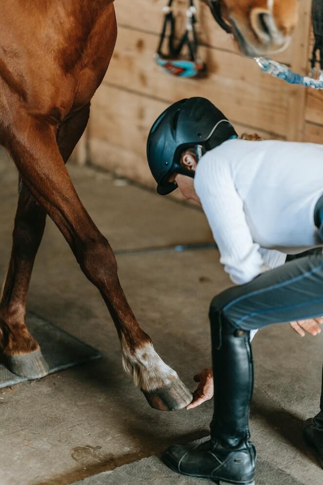 What Are Horses Hooves Made Of and How To Take Care Of Them