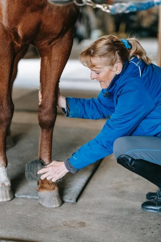 What Are Horses Hooves Made Of and How To Take Care Of Them