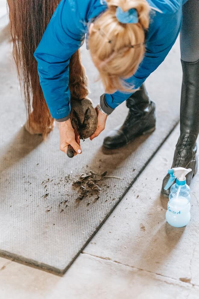 What Are Horses Hooves Made Of and How To Take Care Of Them