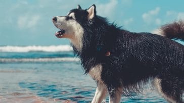 what dog breeds bark a lot