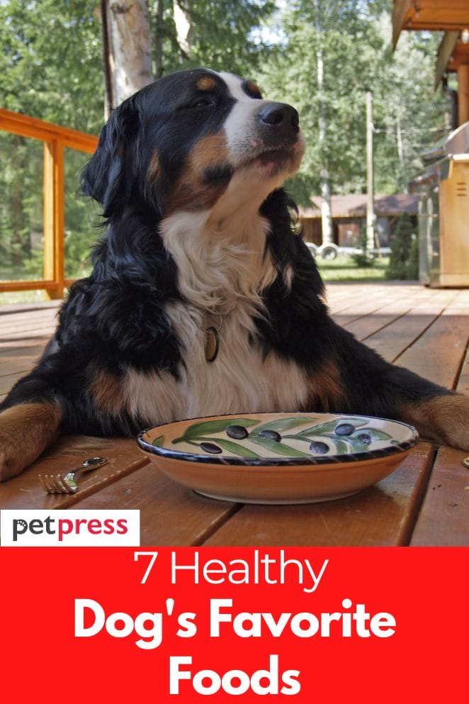 what-is-a-dog-s-favorite-food-7-healthy-foods-for-your-dog