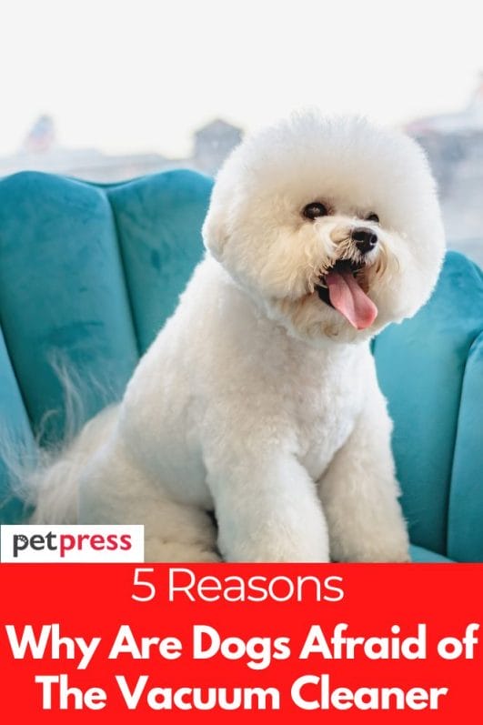 Why Are Dogs Afraid of The Vacuum Cleaner 5 Reasons To Know