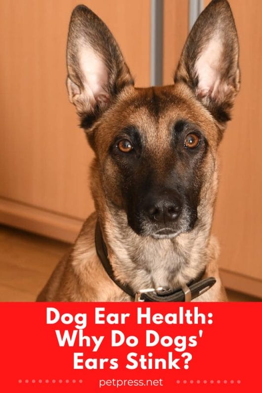 Dog Ear Health Why Do Dogs' Ears Stink?