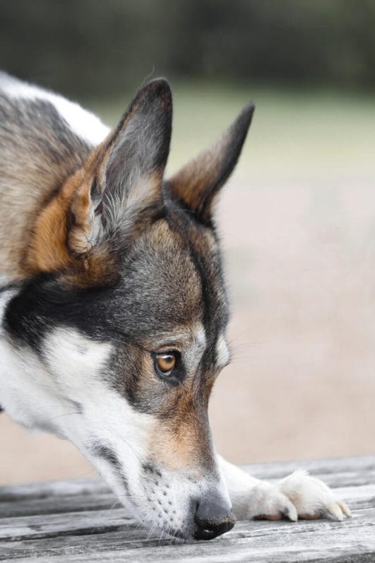 Dog Ear Health Why Do Dogs' Ears Stink?