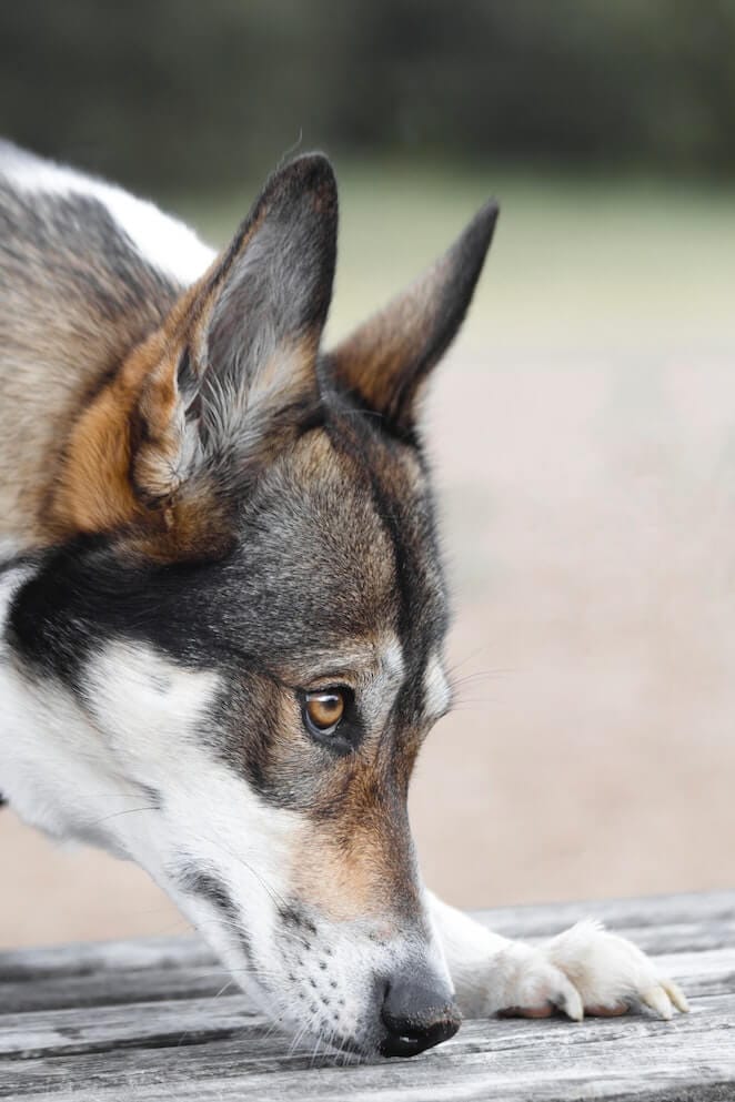Dog Ear Health Why Do Dogs' Ears Stink?