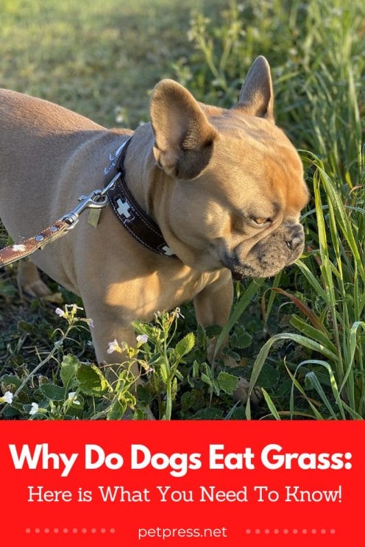 Why Do Dogs Eat Grass Here is What You Need To Know!