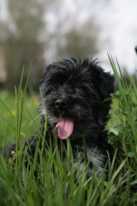 Why Do Dogs Eat Grass Here is What You Need To Know!
