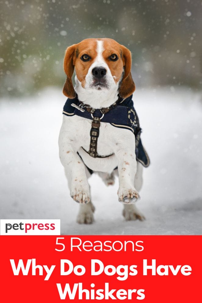 5 Reasons Why Do Dogs Have Whiskers Facts You Should Know