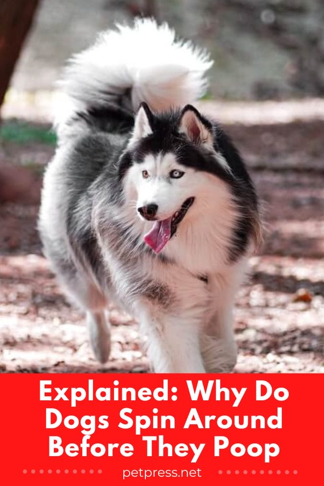 Explained Why Do Dogs Spin Around Before They Poop