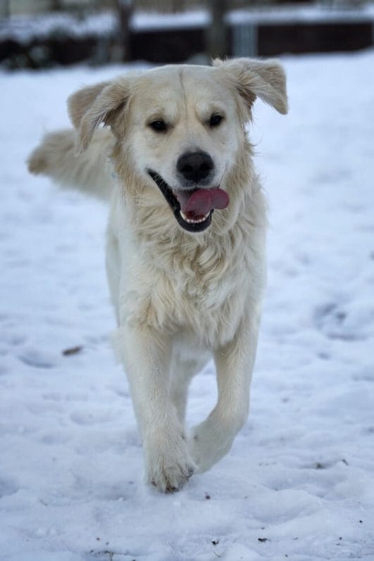 Explained Why Do Dogs Spin Around Before They Poop