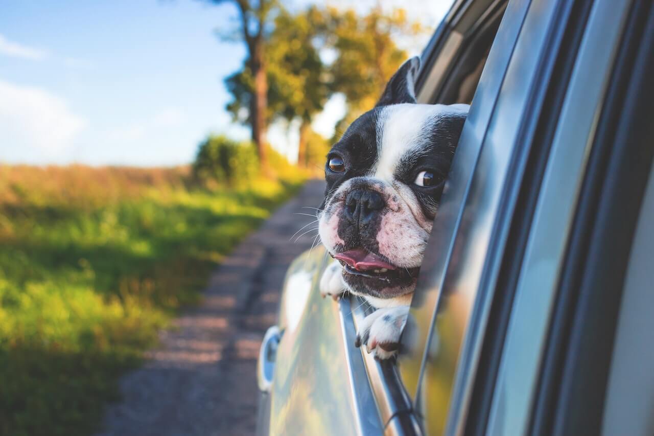 Explained Why Do Dogs Stick Their Head Out The Car Window?