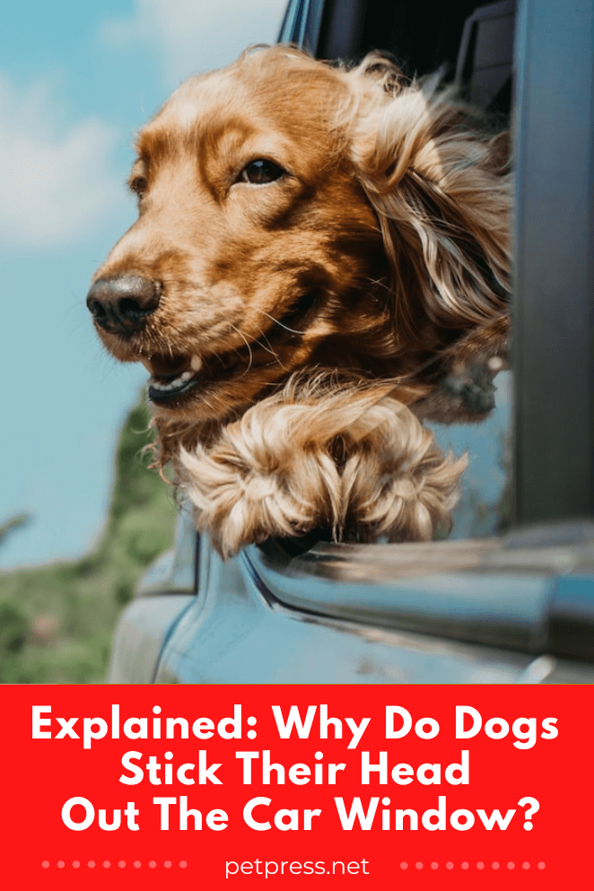 Explained Why Do Dogs Stick Their Head Out The Car Window?
