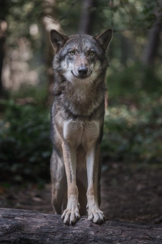 10 Interesting Wolf Facts That You Probably Didnt Know 6243