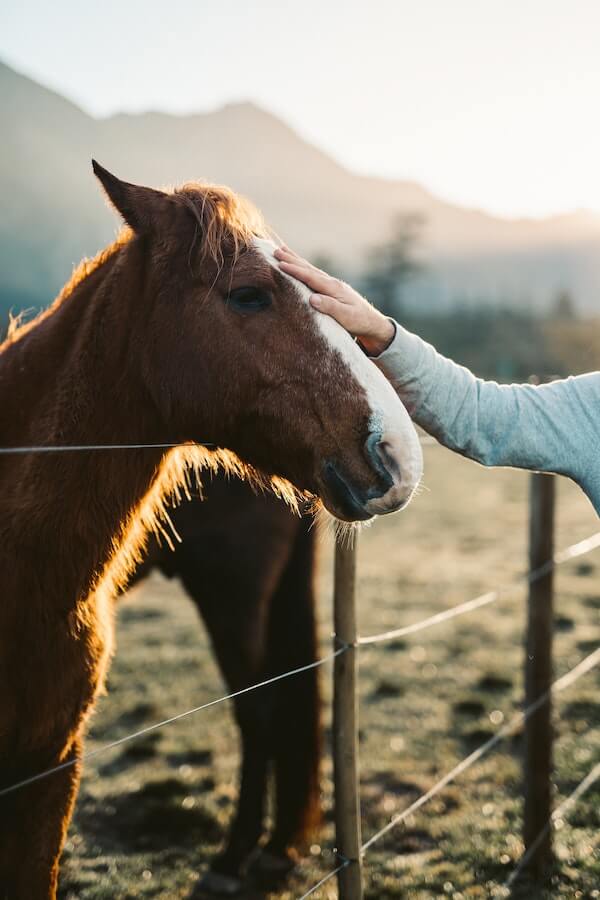 Do Horses Sunburn The 7 Best Summertime Tips For Your Horse