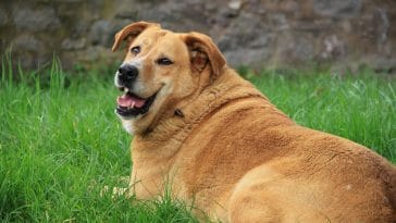 How can I tell if my dog is overweight