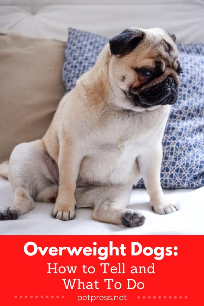 How can I tell if my dog is overweight
