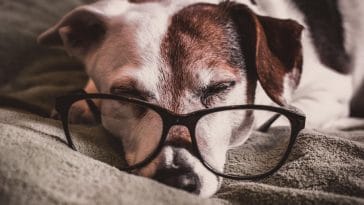How do dogs' behavior patterns change as they age