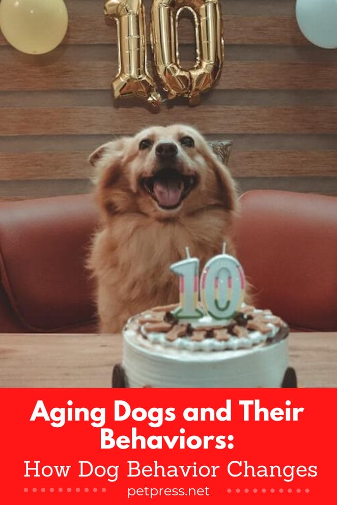 Aging Dogs and Their Behaviors How Dog Behavior Changes