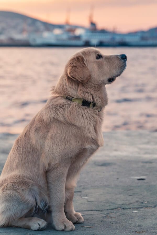 Aging Dogs and Their Behaviors How Dog Behavior Changes