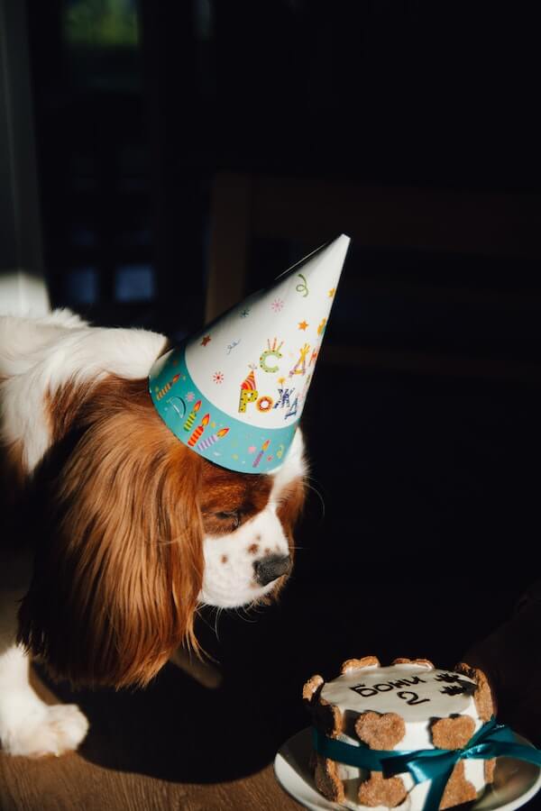 Aging Dogs and Their Behaviors How Dog Behavior Changes