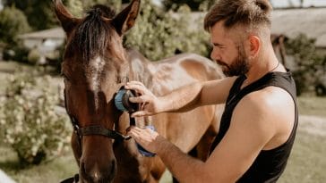 How much time does it take to care for a horse