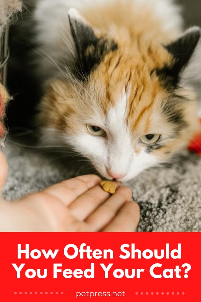 A Guide for Cat Parents How Often Should You Feed Your Cat?