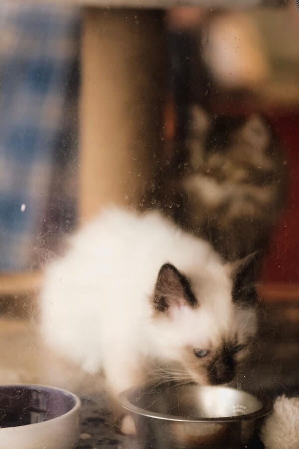 A Guide for Cat Parents How Often Should You Feed Your Cat?