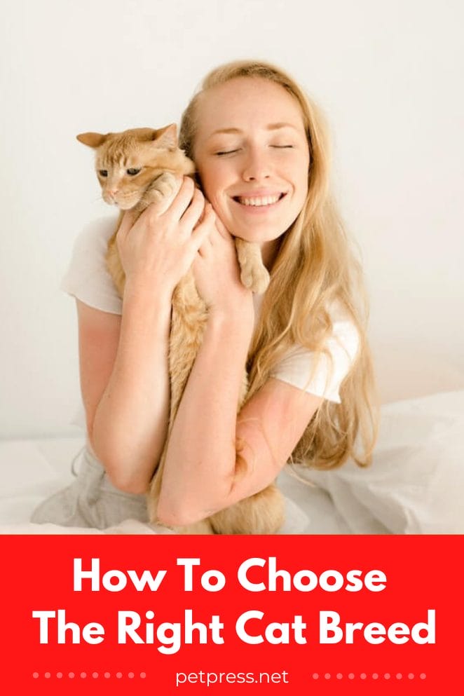 How To Choose The Right Cat Breed The Ultimate Guide