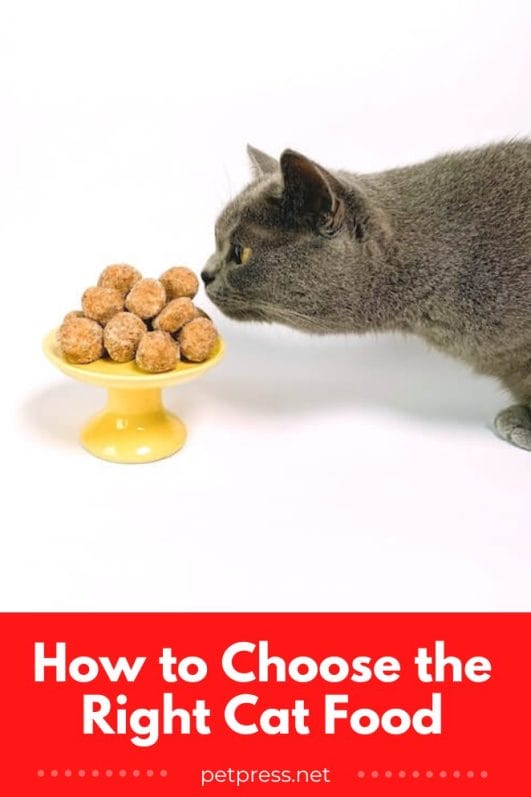 How to Choose the Right Cat Food for Your Feline Friend