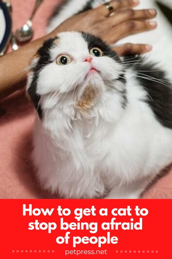 8 Steps to Help Your Cat Their Fear of People