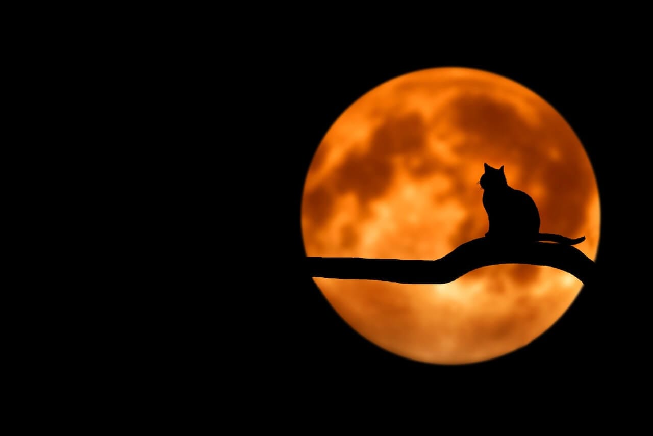 5-tips-to-help-your-cat-stop-being-nocturnal