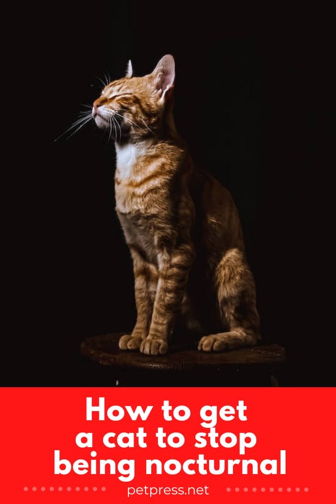 5 Tips to Help Your Cat Stop Being Nocturnal