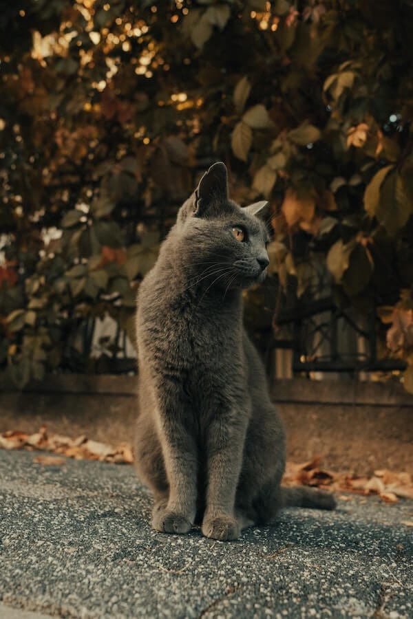 5 Tips to Help Your Cat Stop Being Nocturnal