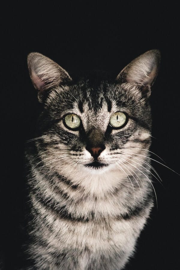 5 Tips to Help Your Cat Stop Being Nocturnal