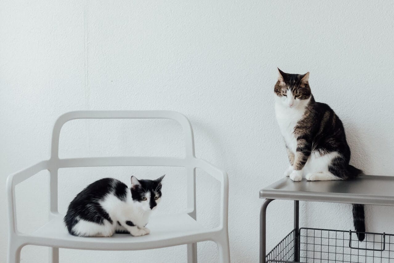 Why Your Cat is being territorial and how to stop it