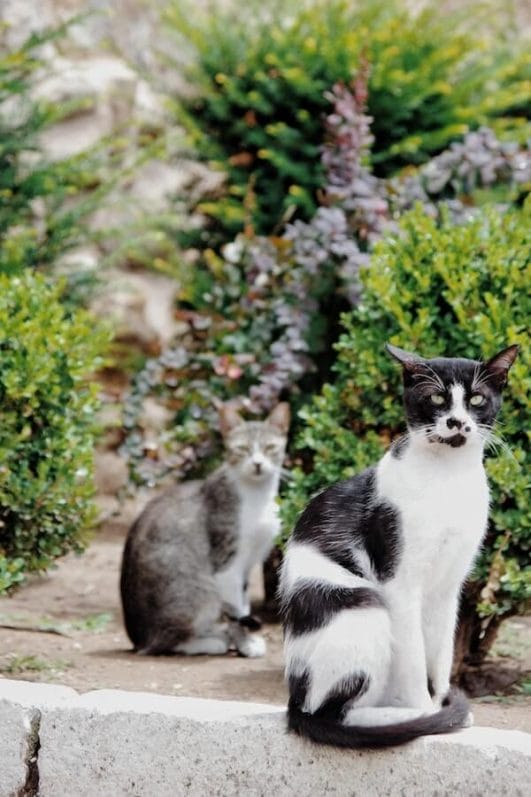 Why Your Cat is being territorial and how to stop it