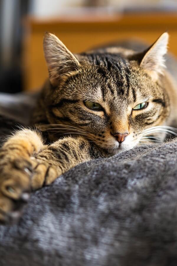 Why Your Cat is being territorial and how to stop it
