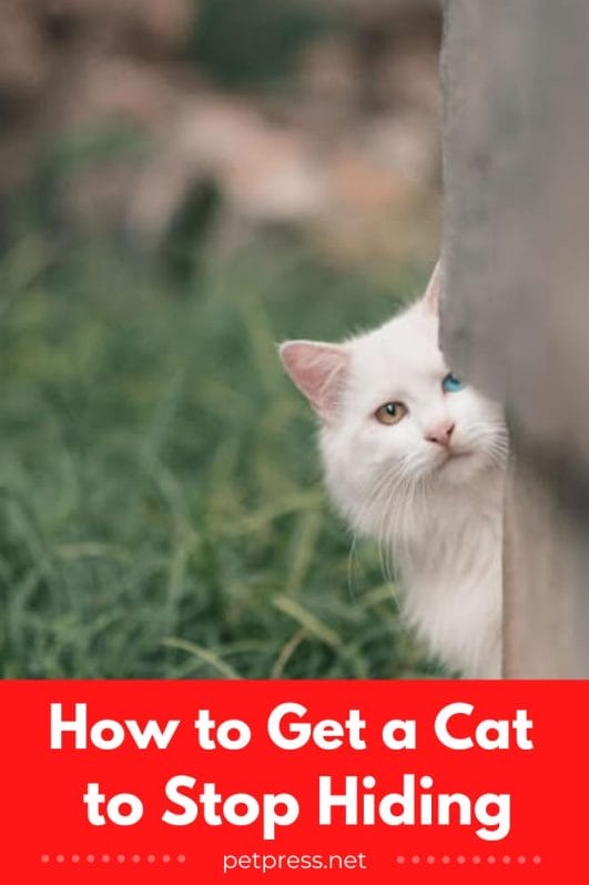 The Hide and Seek Champion How to Get a Cat to Stop Hiding