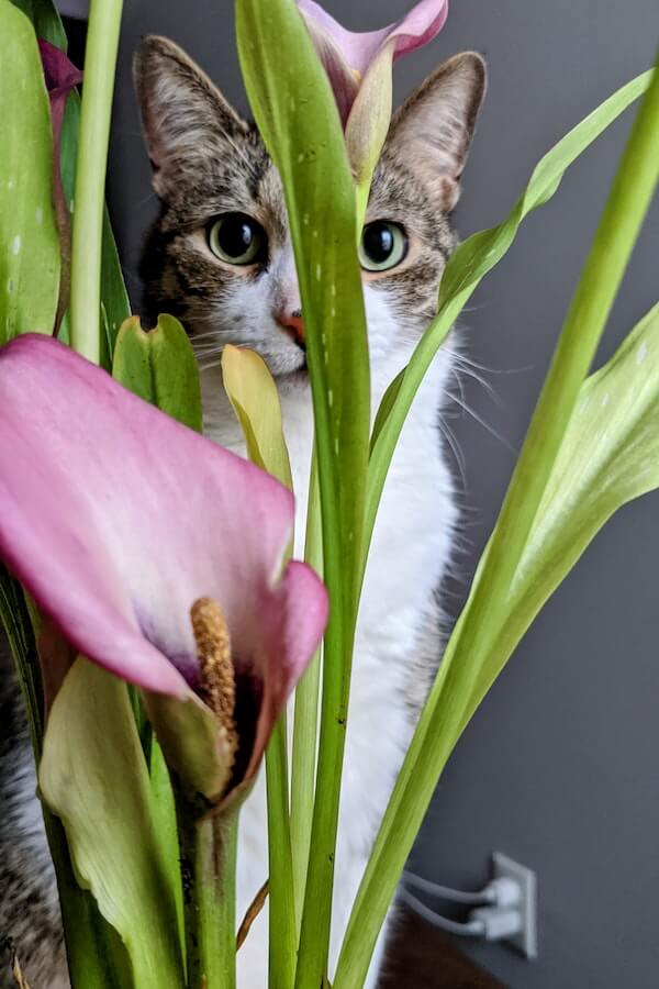 The Hide and Seek Champion How to Get a Cat to Stop Hiding